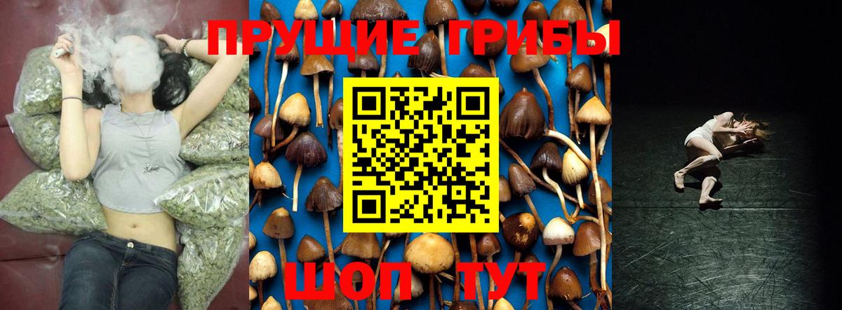 Псилоцибиновые грибы Psilocybine cubensis Камышлов